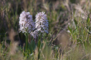 Neotinea conica (Orchidaceae)  - Néotinée conique, Orchis conique Haut-Ampurdan [Espagne] 05/04/2010 - 20m