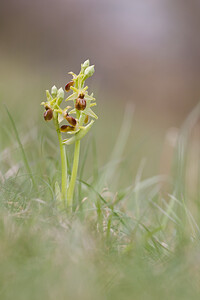 Ophrys araneola sensu auct. plur. (Orchidaceae)  - Ophrys litigieux Tarn [France] 13/04/2010 - 280m