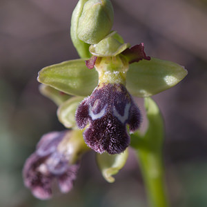 Ophrys dyris (Orchidaceae)  Moianes [Espagne] 06/04/2010 - 570m