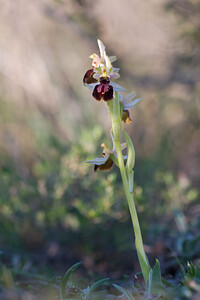 Ophrys exaltata (Orchidaceae)  - Ophrys exalté Pyrenees-Orientales [France] 05/04/2010 - 40m