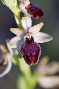 Ophrys exaltata (Orchidaceae)  - Ophrys exalté Pyrenees-Orientales [France] 05/04/2010 - 40m