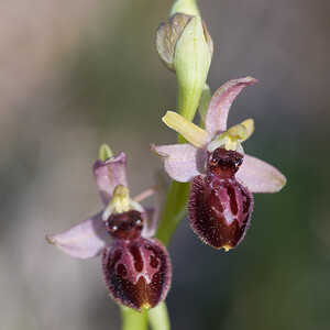 Ophrys exaltata (Orchidaceae)  - Ophrys exalté Haut-Ampurdan [Espagne] 05/04/2010 - 10m