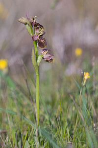 Ophrys exaltata (Orchidaceae)  - Ophrys exalté Haut-Ampurdan [Espagne] 05/04/2010 - 10m