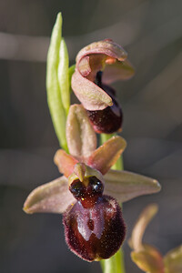 Ophrys exaltata (Orchidaceae)  - Ophrys exalté Haut-Ampurdan [Espagne] 05/04/2010 - 10m