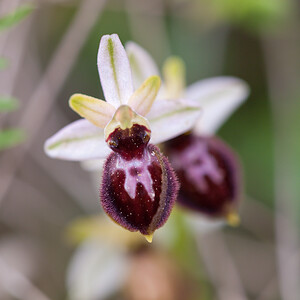 Ophrys exaltata (Orchidaceae)  - Ophrys exalté Bas-Ampurdan [Espagne] 08/04/2010