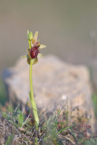 Ophrys exaltata (Orchidaceae)  - Ophrys exalté Bas-Ampurdan [Espagne] 09/04/2010 - 10m