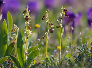 Ophrys exaltata (Orchidaceae)  - Ophrys exalté Bas-Ampurdan [Espagne] 09/04/2010 - 20m