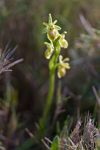 Ophrys exaltata (Orchidaceae)  - Ophrys exalté Haut-Ampurdan [Espagne] 10/04/2010 - 20m