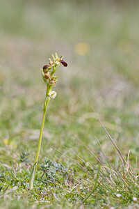 Ophrys exaltata (Orchidaceae)  - Ophrys exalté Tarn [France] 13/04/2010 - 280m
