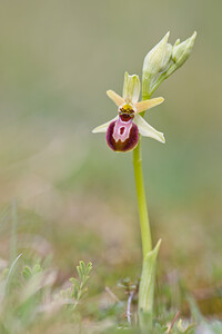 Ophrys exaltata (Orchidaceae)  - Ophrys exalté Tarn [France] 13/04/2010 - 280m