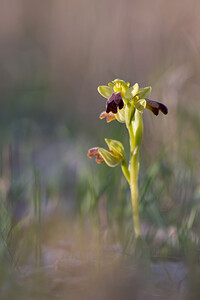 Ophrys fusca (Orchidaceae)  - Ophrys brun Pyrenees-Orientales [France] 04/04/2010 - 30m