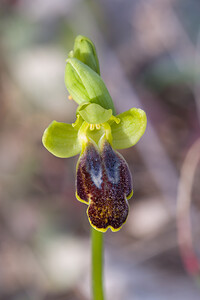 Ophrys marmorata (Orchidaceae)  - Ophrys marbré Bas-Ampurdan [Espagne] 06/04/2010 - 70m