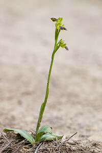 Ophrys marmorata (Orchidaceae)  - Ophrys marbré Aude [France] 11/04/2010 - 70m