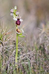 Ophrys passionis (Orchidaceae)  - Ophrys de la Passion Haut-Ampurdan [Espagne] 05/04/2010 - 10m