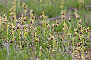 Ophrys passionis (Orchidaceae)  - Ophrys de la Passion Bas-Ampurdan [Espagne] 08/04/2010