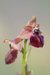 Ophrys passionis (Orchidaceae)  - Ophrys de la Passion Bas-Ampurdan [Espagne] 09/04/2010 - 20m