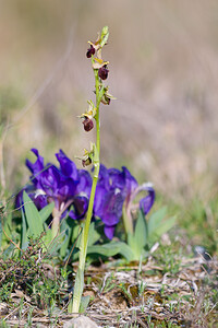 Ophrys passionis (Orchidaceae)  - Ophrys de la Passion Bas-Ampurdan [Espagne] 09/04/2010 - 20m