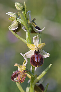 Ophrys passionis (Orchidaceae)  - Ophrys de la Passion Haut-Ampurdan [Espagne] 10/04/2010 - 10m