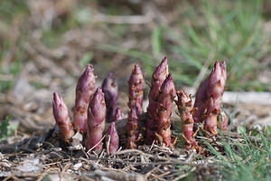 Orobanche latisquama (Orobanchaceae)  Moianes [Espagne] 06/04/2010 - 570mPlante parasite des romarins