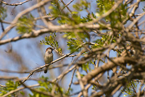 Passer domesticus (Passeridae)  - Moineau domestique - House Sparrow Haut-Ampurdan [Espagne] 09/04/2010
