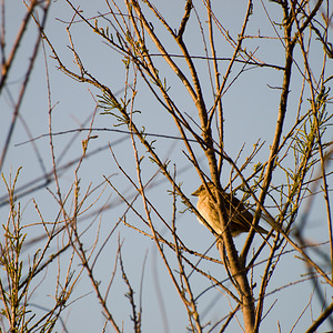 Passer domesticus (Passeridae)  - Moineau domestique - House Sparrow Haut-Ampurdan [Espagne] 09/04/2010