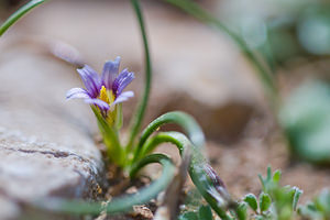 Romulea columnae (Iridaceae)  - Romulée de Colonna, Romulée à petites fleurs - Sand Crocus Bas-Ampurdan [Espagne] 06/04/2010 - 90m