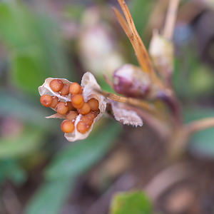 Romulea columnae (Iridaceae)  - Romulée de Colonna, Romulée à petites fleurs - Sand Crocus Bas-Ampurdan [Espagne] 08/04/2010 - 160m