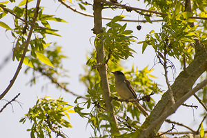 Sylvia atricapilla (Sylviidae)  - Fauvette à tête noire - Blackcap Haut-Ampurdan [Espagne] 09/04/2010