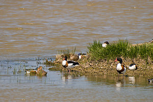 Tadorna tadorna (Anatidae)  - Tadorne de Belon - Common Shelduck Haut-Ampurdan [Espagne] 09/04/2010