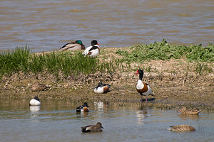 Tadorna tadorna (Anatidae)  - Tadorne de Belon - Common Shelduck Haut-Ampurdan [Espagne] 09/04/2010