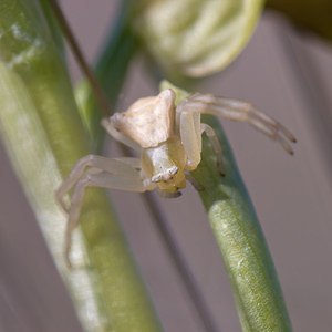 Thomisus onustus (Thomisidae)  - Thomise replet Pyrenees-Orientales [France] 05/04/2010 - 30m