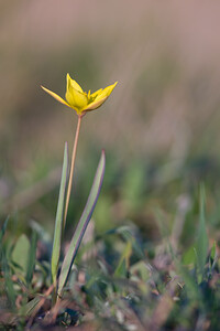 Tulipa sylvestris subsp. australis (Liliaceae)  - Tulipe australe, Tulipe des Alpes, Tulipe du Midi Aude [France] 10/04/2010 - 30m