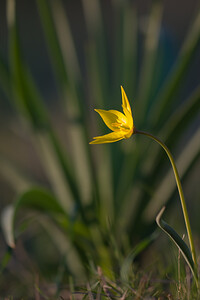 Tulipa sylvestris subsp. australis (Liliaceae)  - Tulipe australe, Tulipe des Alpes, Tulipe du Midi Aude [France] 10/04/2010 - 30m