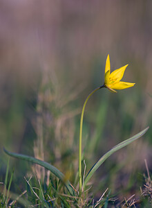 Tulipa sylvestris subsp. australis (Liliaceae)  - Tulipe australe, Tulipe des Alpes, Tulipe du Midi Aude [France] 10/04/2010 - 30m