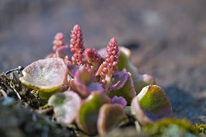 Umbilicus rupestris (Crassulaceae)  - Ombilic rupestre, Nombril-de-Vénus, Oreille-d'abbé, Ombilic des rochers - Navelwort Aveyron [France] 13/04/2010 - 320m