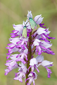 Adscita statices (Zygaenidae)  - Procris de l'Oseille, Turquoise de la Sarcille, Turqoise commune - Forester Lozere [France] 28/05/2010 - 820m