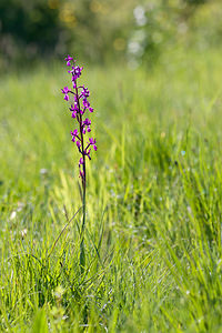 Anacamptis laxiflora (Orchidaceae)  - Anacamptide à fleurs lâches, Orchis à fleurs lâches - Loose-flowered Orchid Herault [France] 24/05/2010 - 180m