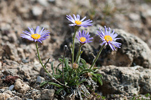 Aster alpinus (Asteraceae)  - Aster des Alpes Lozere [France] 26/05/2010 - 900m