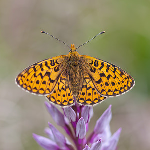 Boloria euphrosyne (Nymphalidae)  - Grand collier argenté, Nacré sagitté - Pearl-bordered Fritillary Meuse [France] 15/05/2010 - 290m