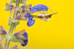 Bombylius minor (Bombyliidae)  - Heath Bee-fly Seine-et-Marne [France] 13/05/2010 - 140m