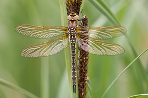 Brachytron pratense (Aeshnidae)  - aeschne printanière - Hairy Dragonfly Meuse [France] 15/05/2010 - 240m