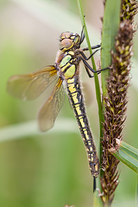 Brachytron pratense (Aeshnidae)  - aeschne printanière - Hairy Dragonfly Meuse [France] 15/05/2010 - 240m