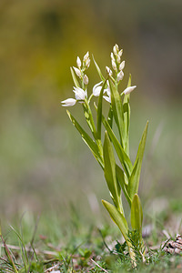 Cephalanthera longifolia (Orchidaceae)  - Céphalanthère à feuilles longues, Céphalanthère à longues feuilles, Céphalanthère à feuilles en épée - Narrow-leaved Helleborine Lozere [France] 23/05/2010 - 900m