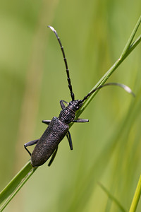 Cerambyx scopolii (Cerambycidae)  - Petit Capricorne Meuse [France] 16/05/2010 - 160m