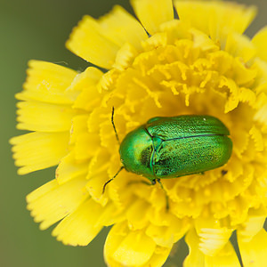 Chrysolina herbacea (Chrysomelidae)  - Chrysomèle mentholée Meuse [France] 15/05/2010 - 300m