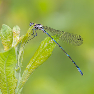 Coenagrion pulchellum (Coenagrionidae)  - Agrion joli - Variable Damselfly Meuse [France] 15/05/2010 - 240m