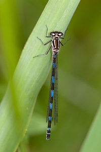 Coenagrion pulchellum (Coenagrionidae)  - Agrion joli - Variable Damselfly Meuse [France] 15/05/2010 - 240m