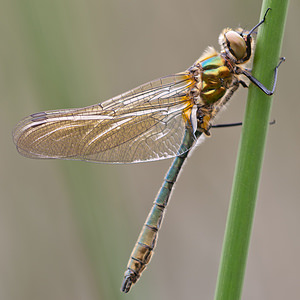 Cordulia aenea (Corduliidae)  - Cordulie bronzée - Downy Emerald Meuse [France] 15/05/2010 - 240m