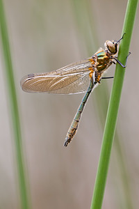 Cordulia aenea (Corduliidae)  - Cordulie bronzée - Downy Emerald Meuse [France] 15/05/2010 - 240m