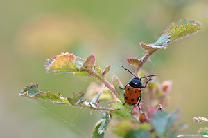 Cryptocephalus primarius (Chrysomelidae)  - Cagoule panthère Lozere [France] 26/05/2010 - 910m